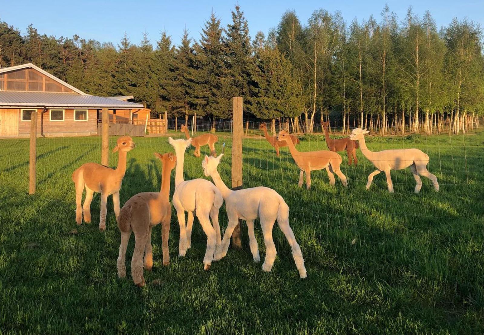 Alpakarium, Hodowla Alpak & Pensjonat Stara Kornica Exteriér fotografie