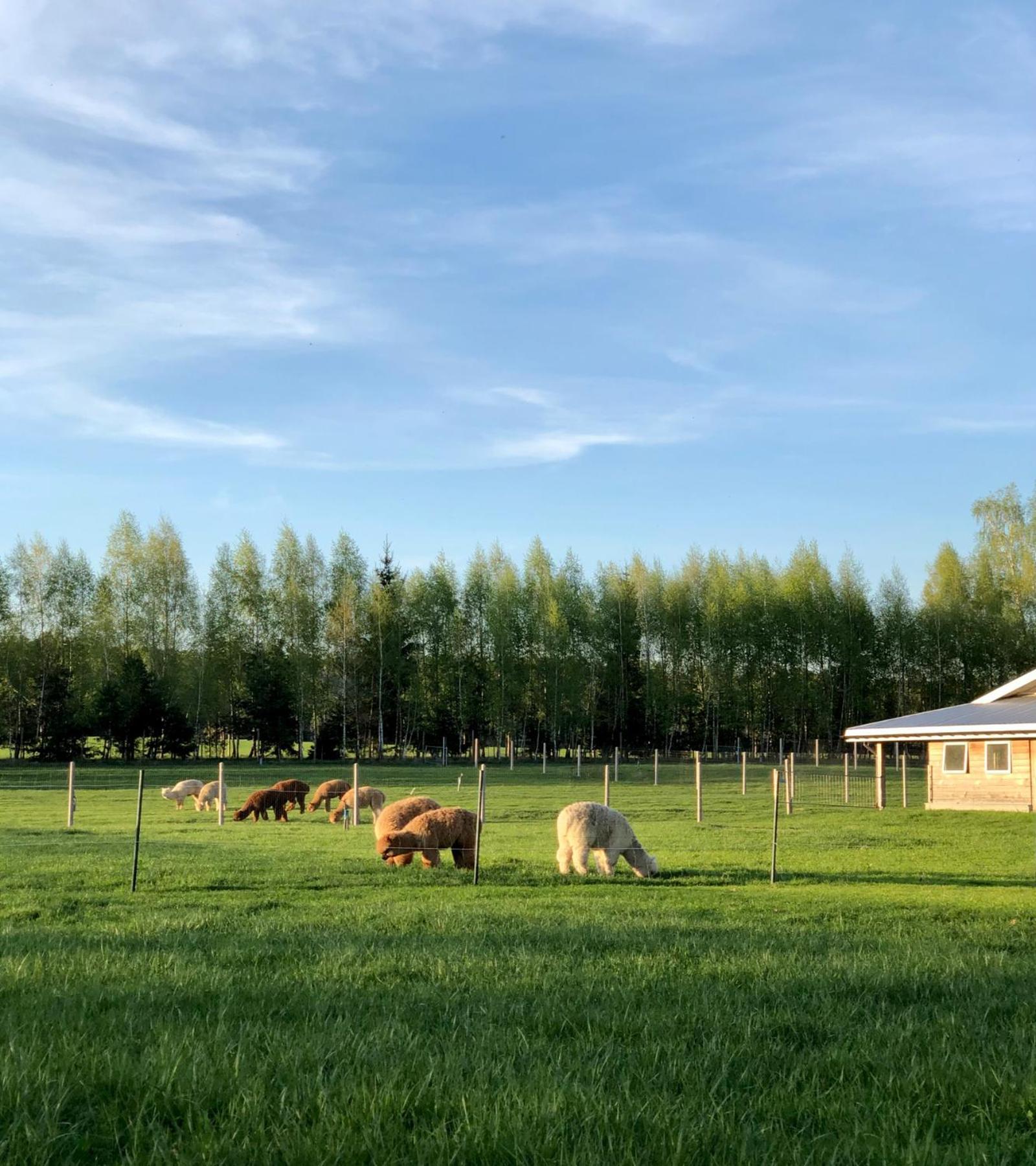 Alpakarium, Hodowla Alpak & Pensjonat Stara Kornica Exteriér fotografie